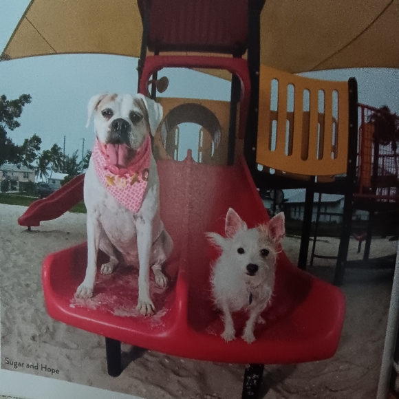 Big Dog, Little Dog Book - Picture 9 of 10